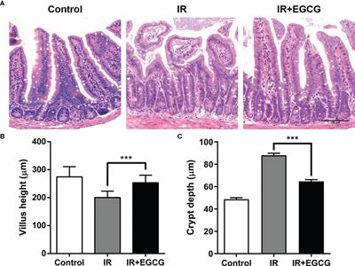 (-)-Epigallocatechin-3-Gallate (EGCG) Modulates the Composition of the Gut Microbiota to Protect Against Radiation-Induced Intestinal Injury in Mice